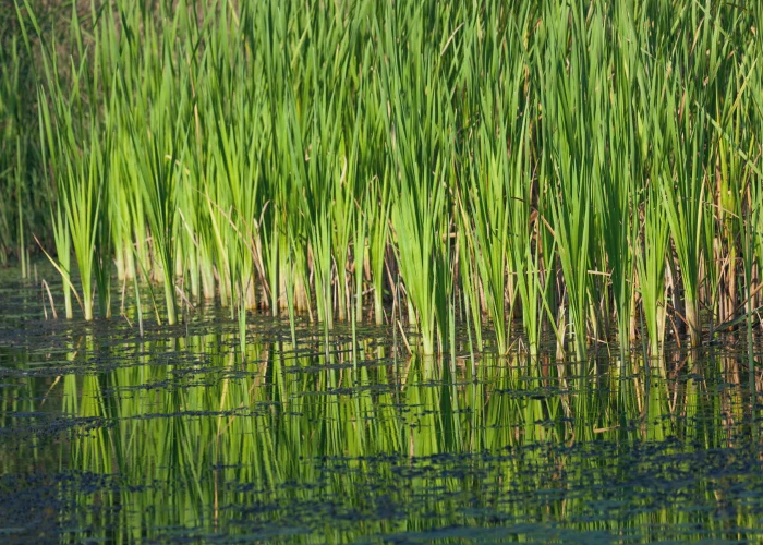 pic inset pondclean